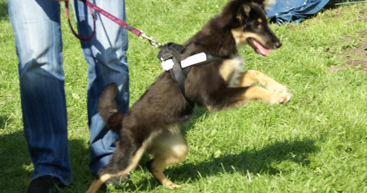 Canilogie was Du NIE über Hunde wissen wolltest&hellip; Mein Hund zieht