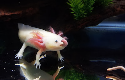 Leucistic axolotl eating a red wiggler