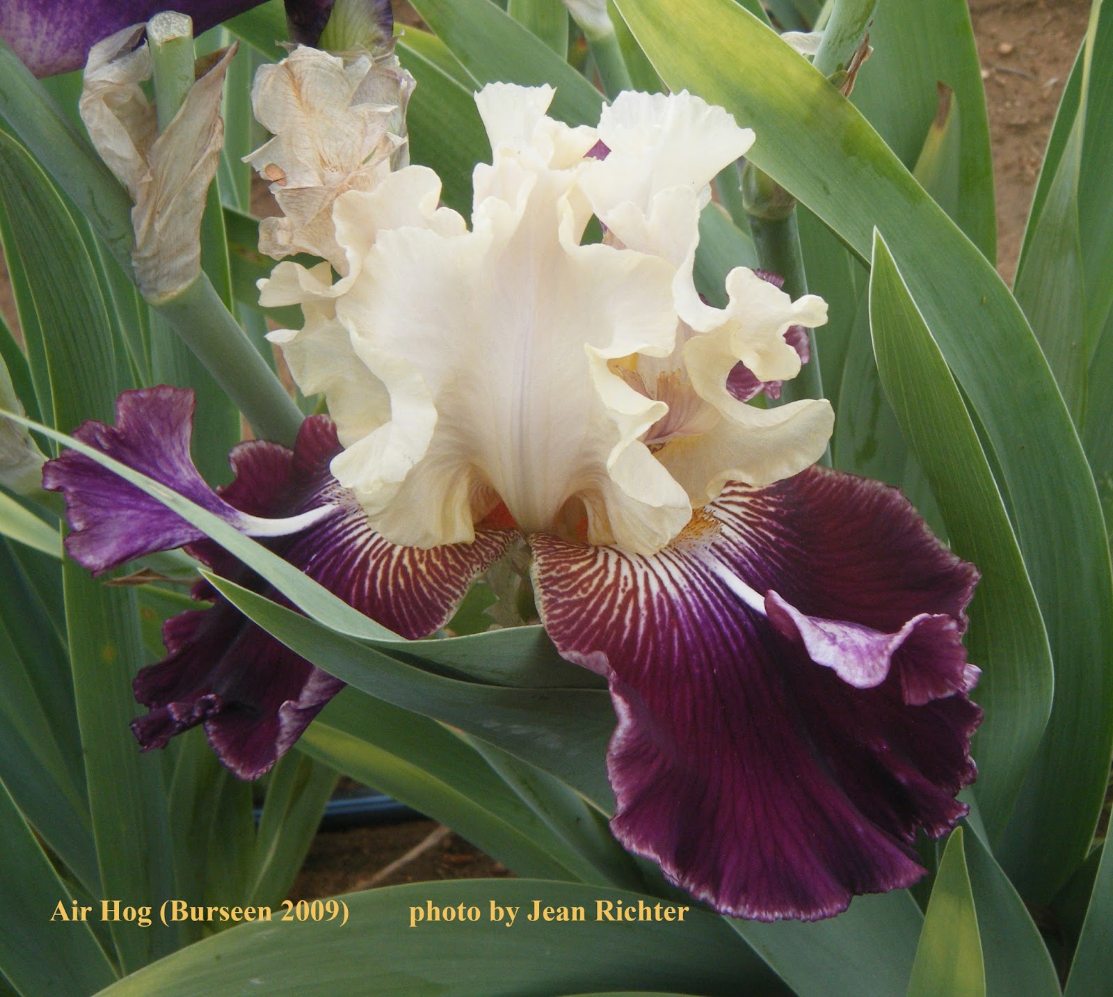 World of Irises Space Age Iris of the Early 21st Century