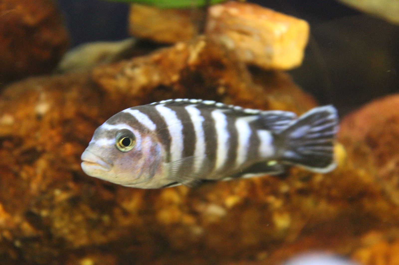 Oguz's Aquarium: Fish Species