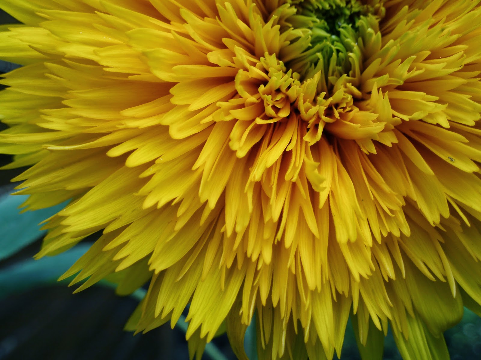 PAMELAPOPO Fleurs du mois de septembre