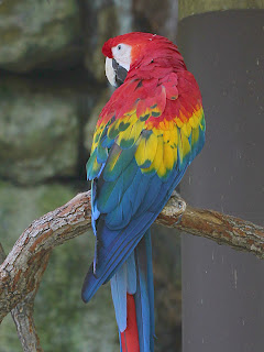 Macaw + Grayscale Duplicate; Mode Divide; Opacity  15%