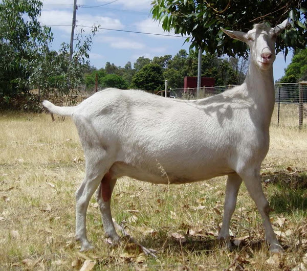 saanen goat, milk goat, dairy goats, commercial goat farming, commercial dairy goat farming