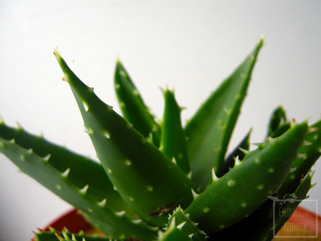Aloe mitriformis, inaczej Aloe perfoliata - opis, uprawa, pielęgnacja, pochodzenie, historia, nazwa. Jak podlewać, pielęgnować i uprawiać aloesa w domu w doniczce? 