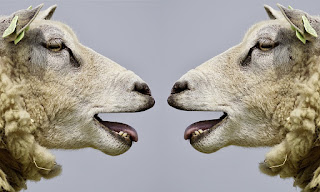 sheep-2372148_960_720
