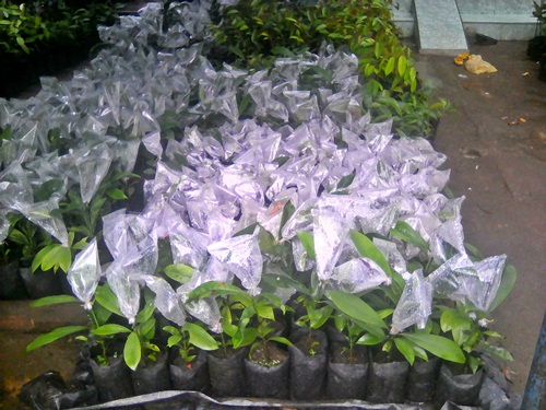 Bibit Sawit, Karet dan Aren: Jual Bibit Asam Gelugur Sambung Pucuk Di Sumatera Utara Bibit Sawit, Karet dan Aren: Jual Bibit Asam Gelugur Sambung Pucuk Di Sumatera Utara