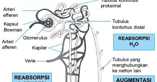 80 Gambar Urutan Ginjal 80 Gambar Urutan Ginjal