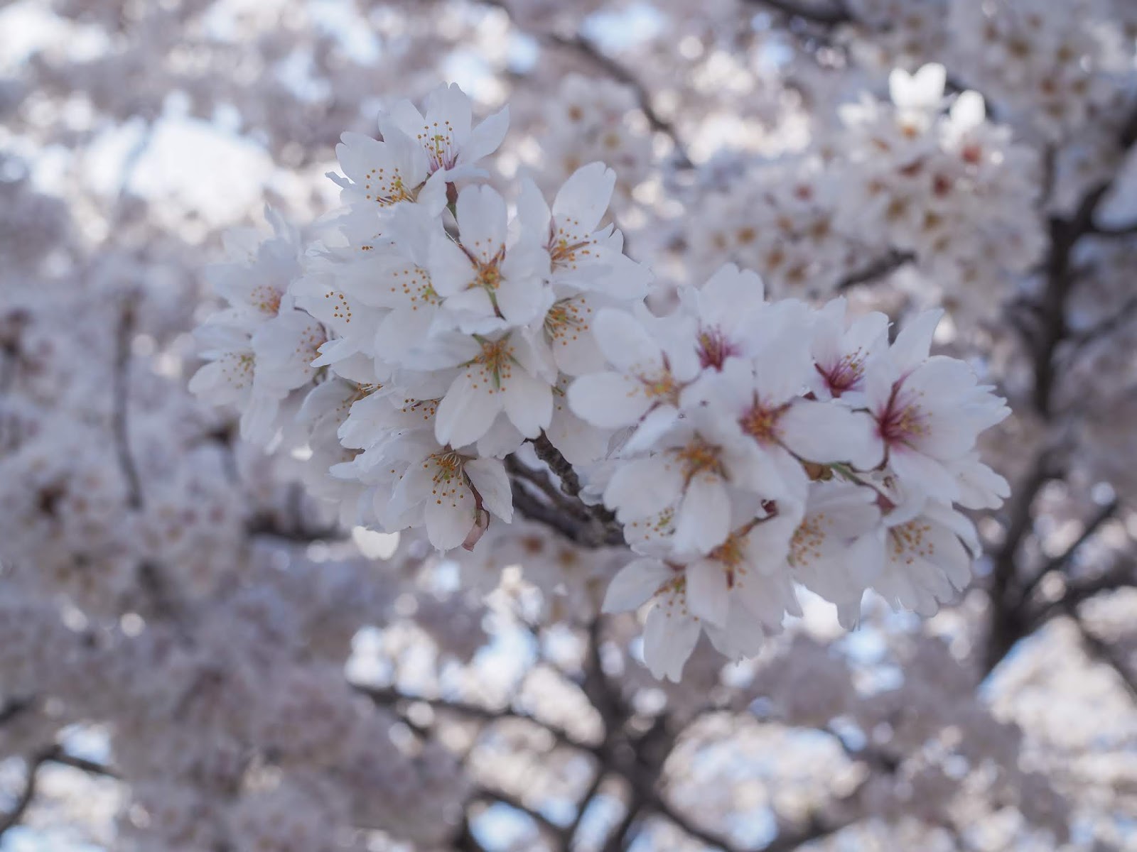 Cherry Blossoms in Lake Kawaguchiko Japan 2018