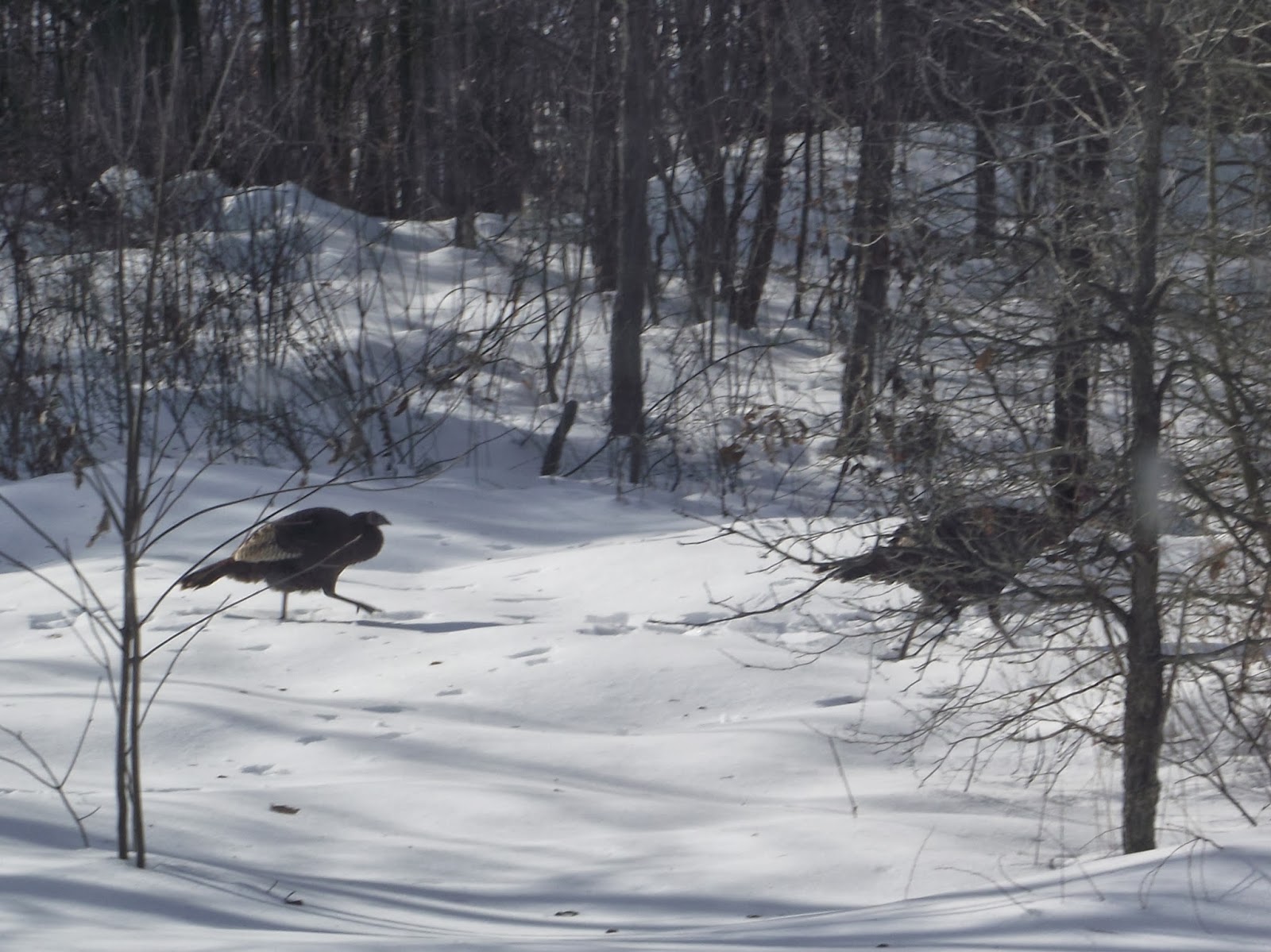 canadian-needle-nana-wild-turkey-chase