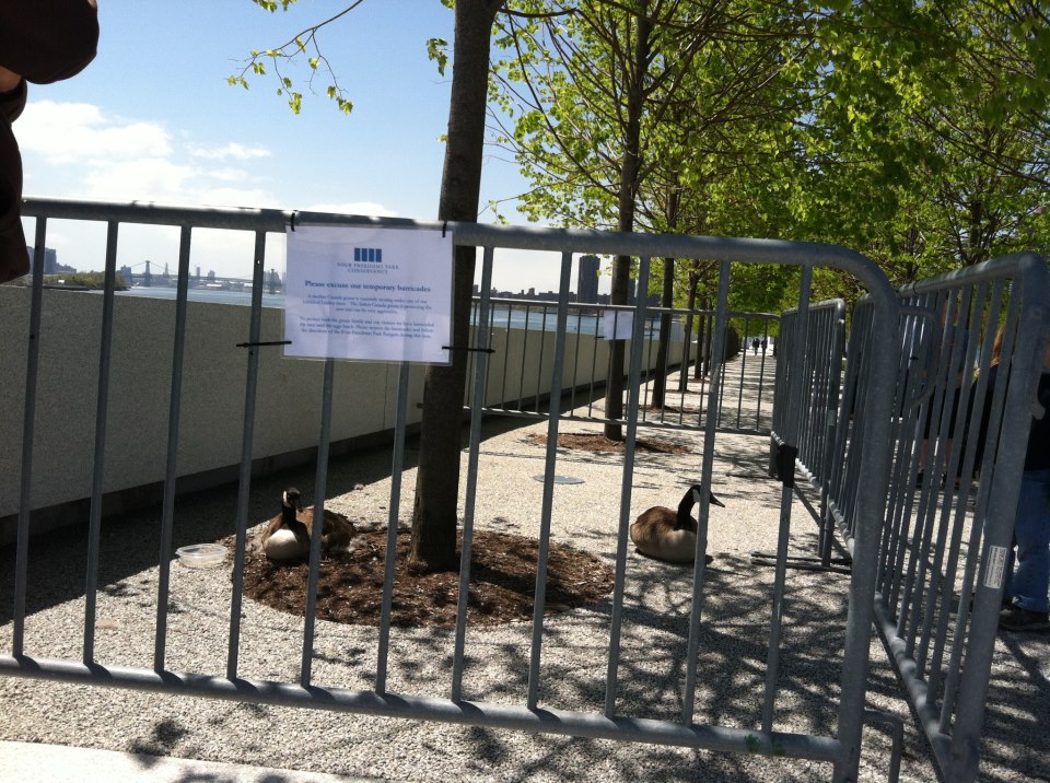 Roosevelt Islander Online: Roosevelt Island Geese Hatch New Family at