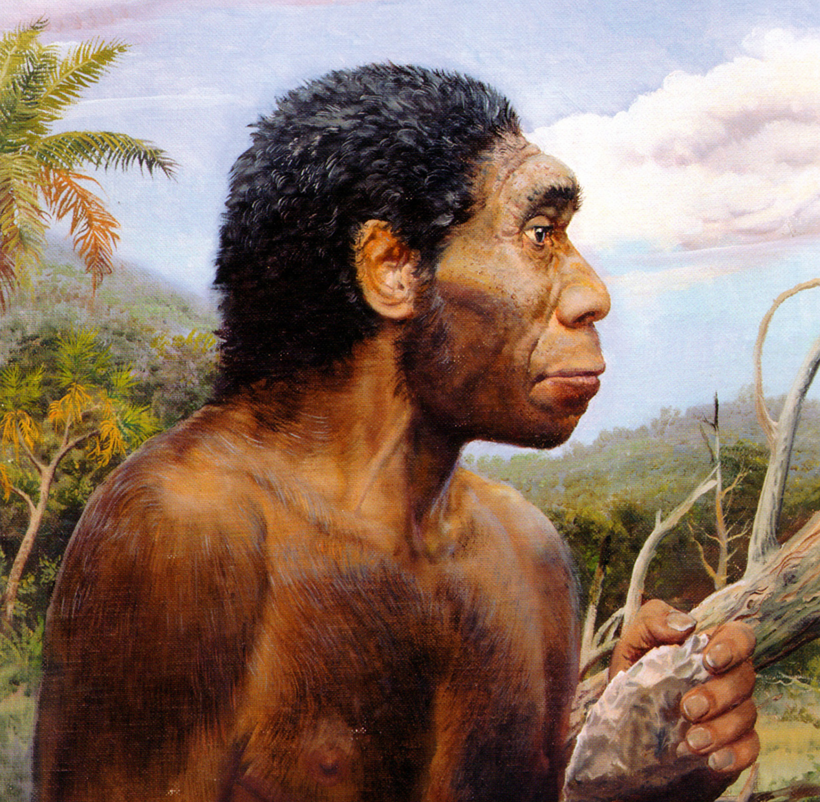 Homo erectus - Univerzoo Cuantico
