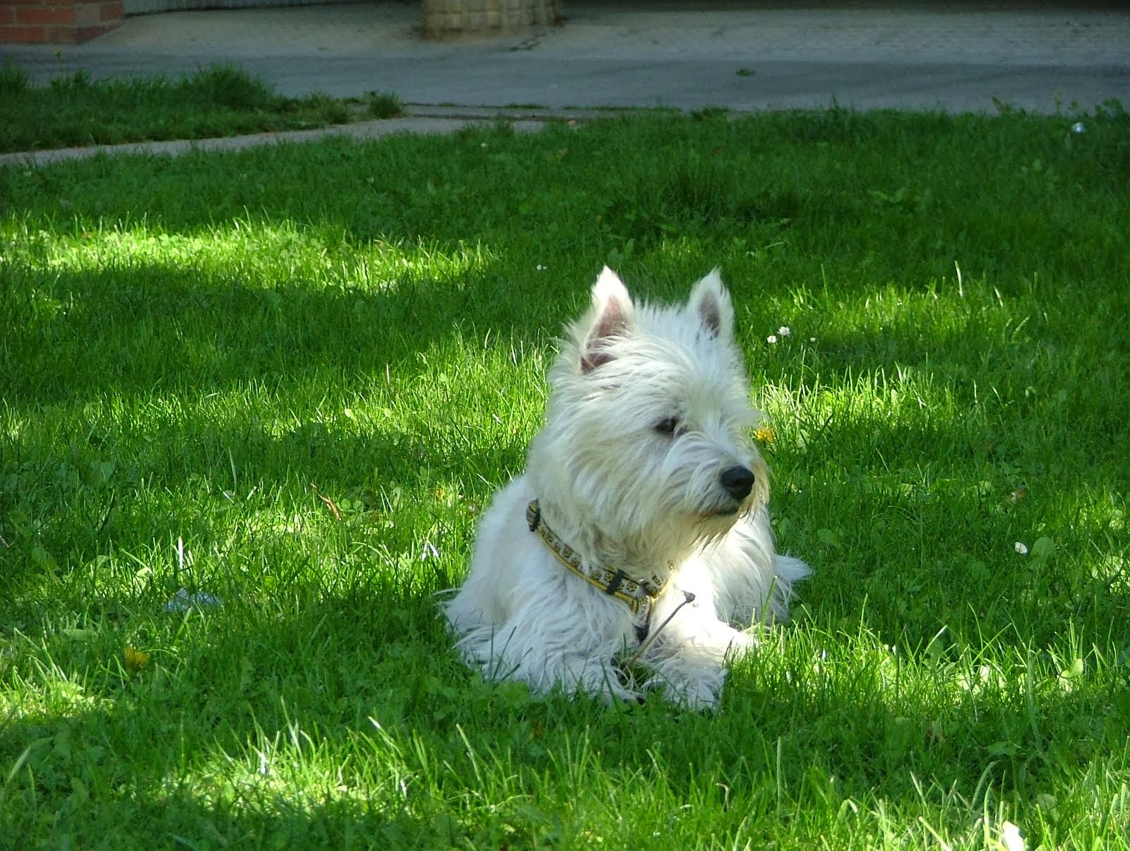 Nuestra querida perrita fue muy feliz en Villamanín