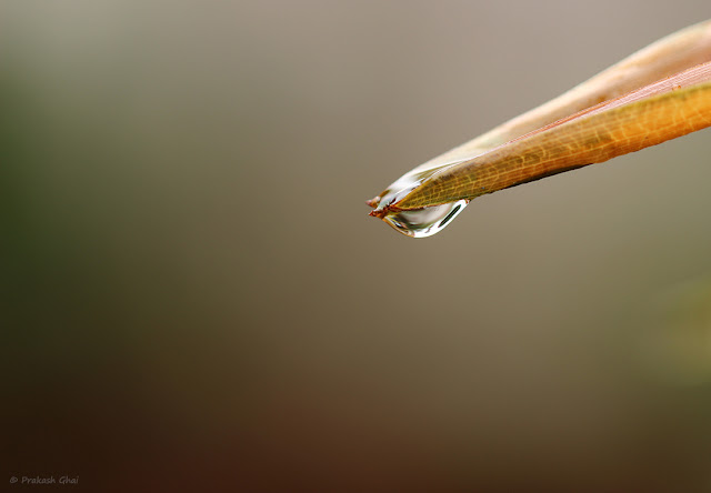 A Minimalist Photo of Water Droplet on the Verge of falling down from a Brown Palm Leaf
