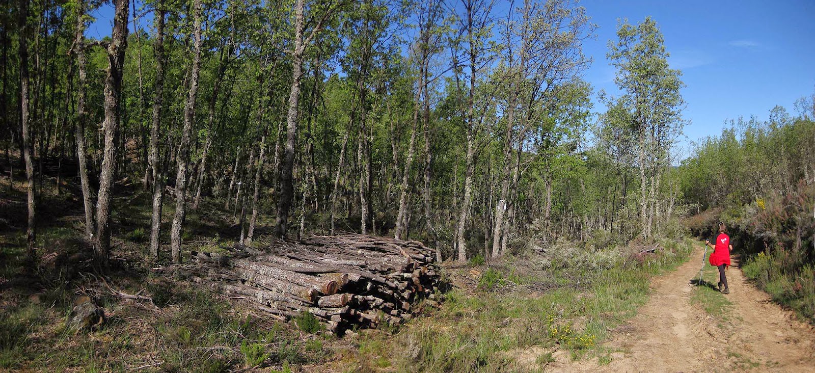 Mareando la perdiz Nordic Walking El tour de Manzaneda de Torío