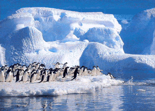 Antártica Chilena Fauna