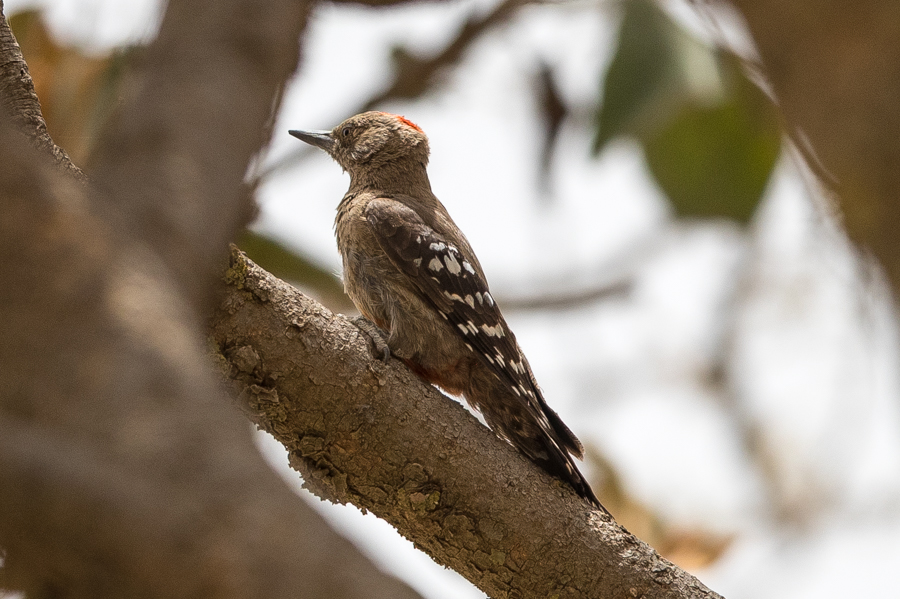 Arabian Woodpecker - Dendrocopos doraeat