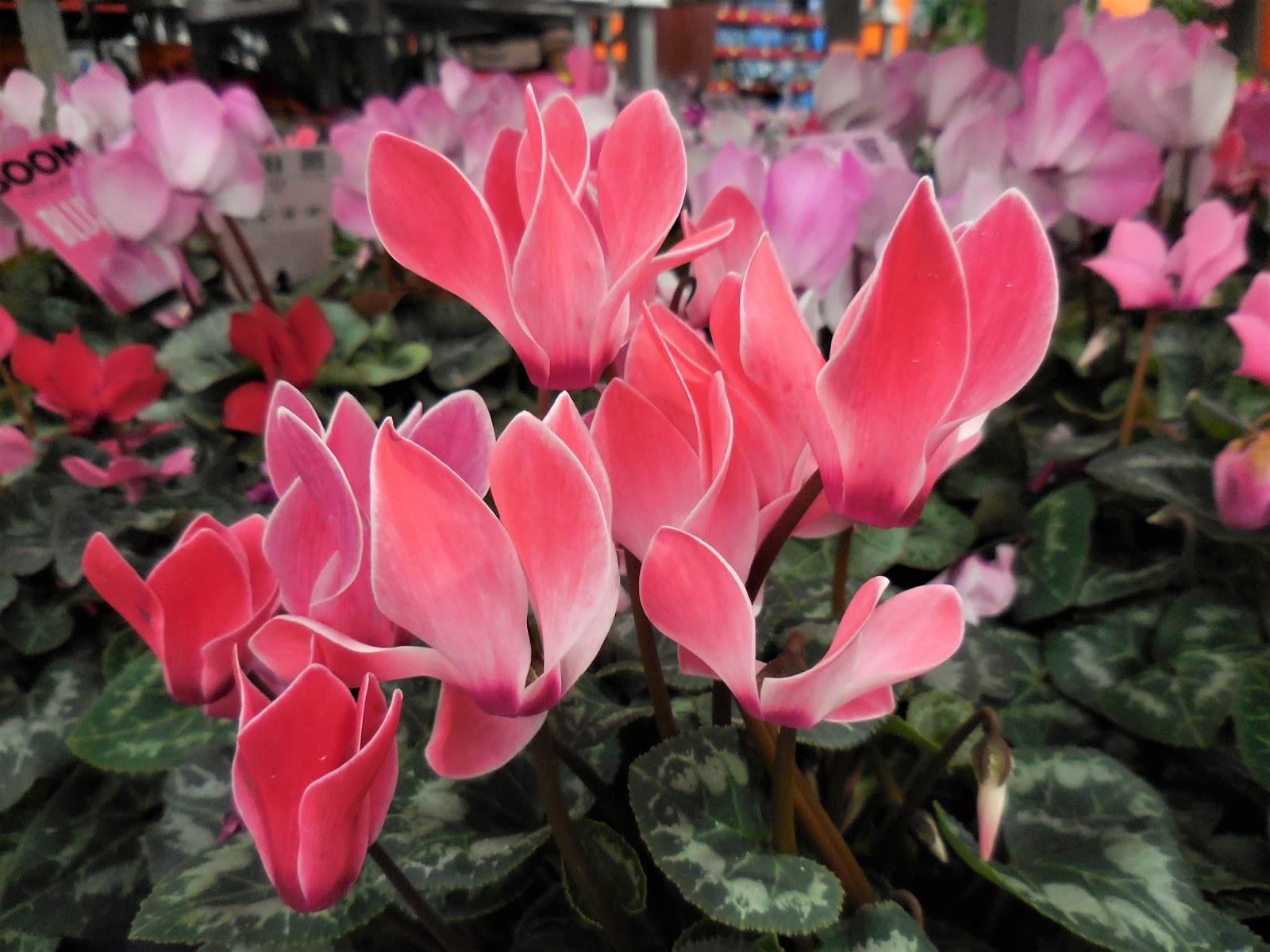 Plant of the Week Cyclamen