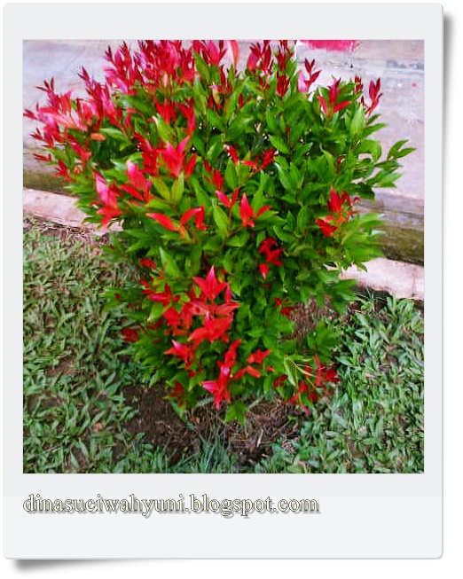 Klasifikasi Ilmiah Syzygium Oleana Tanaman Hias Pucuk Merah Jdsk