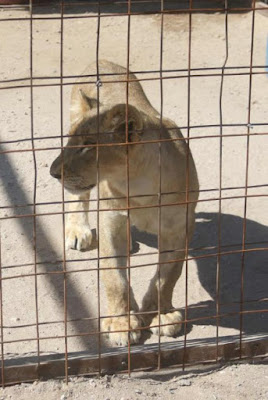 Niña en Hermosillo fue atacada por tigre del 'zoológico' de su padre