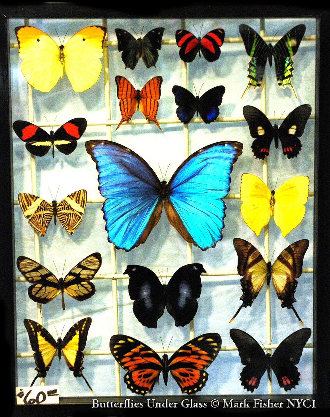 Mark Fisher American Photographer™ Butterflies Under Glass • American