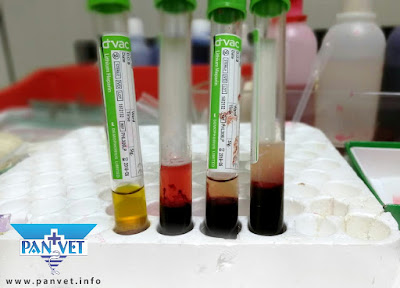 Laboratorijsko ispitivanje krvi i urina Panvet Subotica