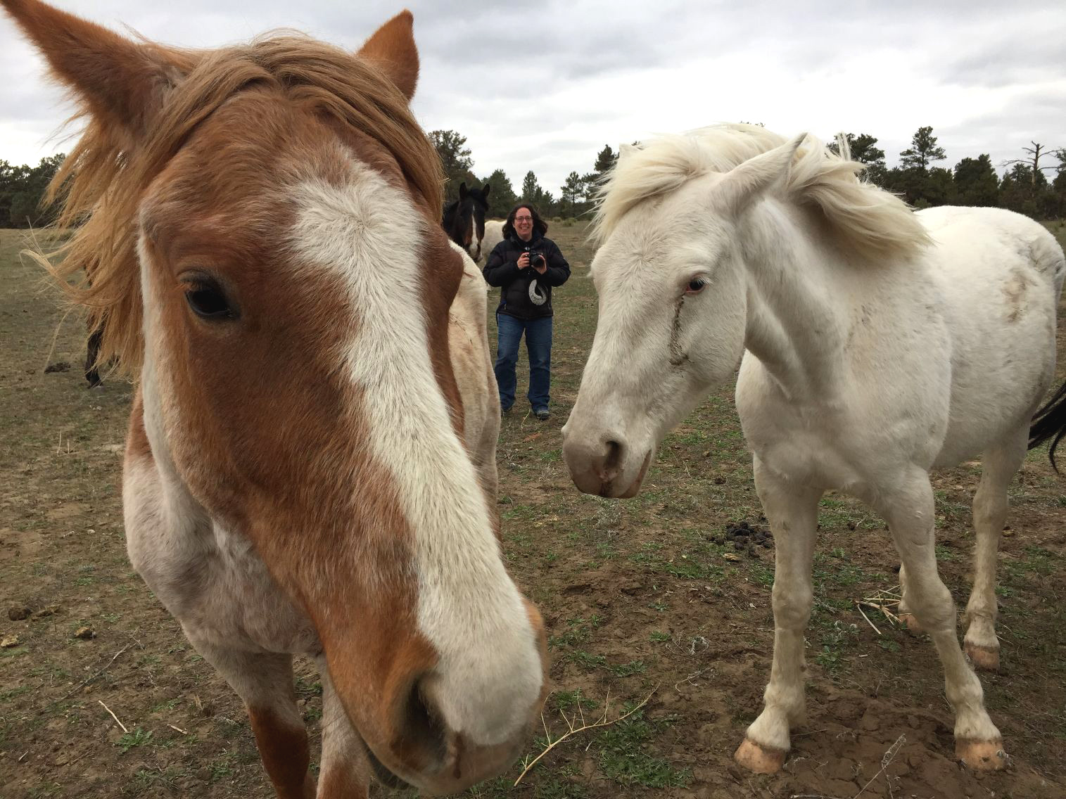 Braymere Custom Saddlery Black Hills Wild Horse Sanctuary 2018