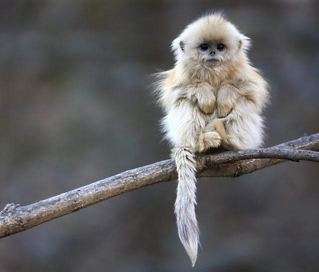 Cute Monkeys - Cool Stories and Photos