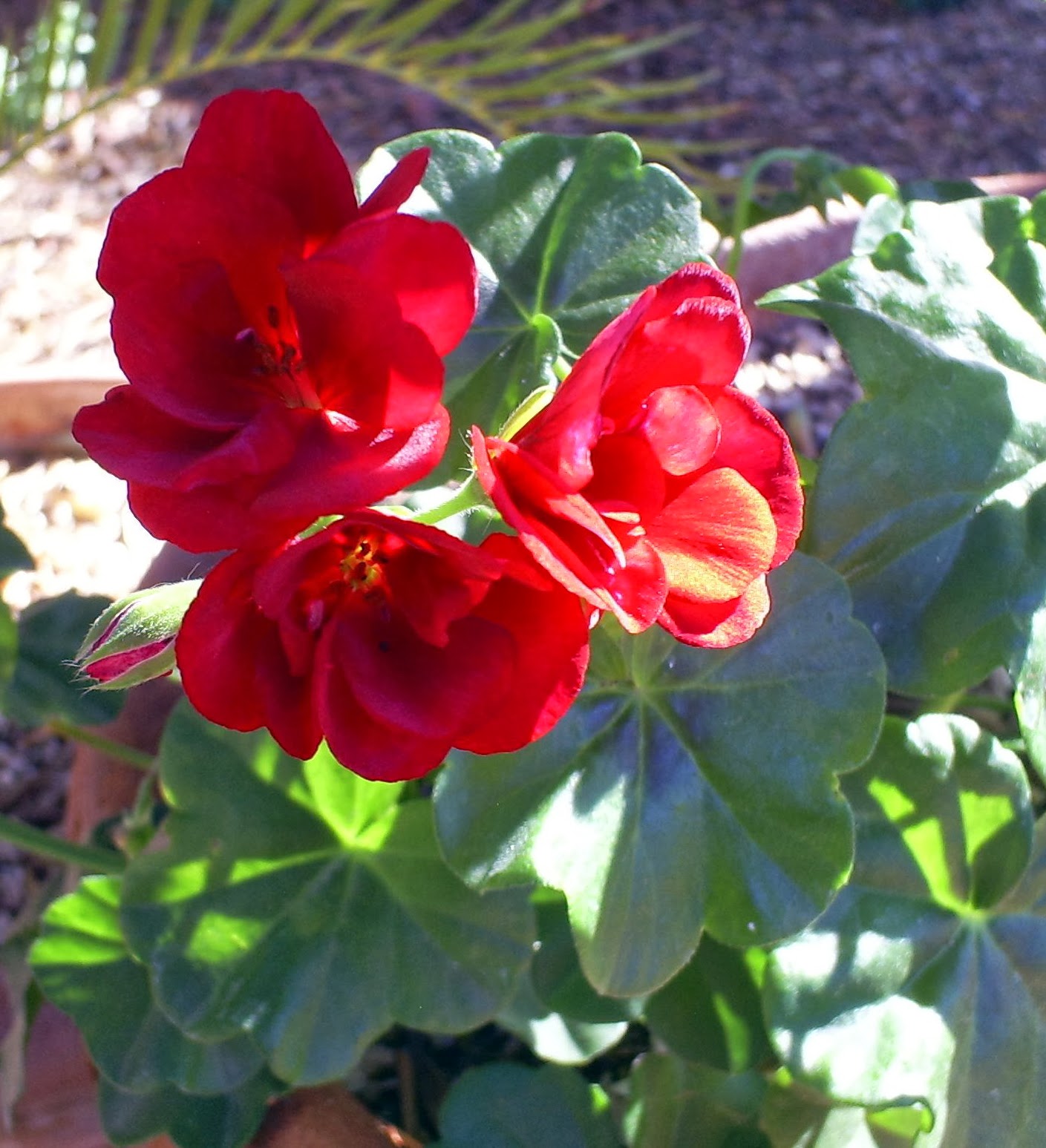 Brad's Tropical Paradise Ivy geraniums in Arizona