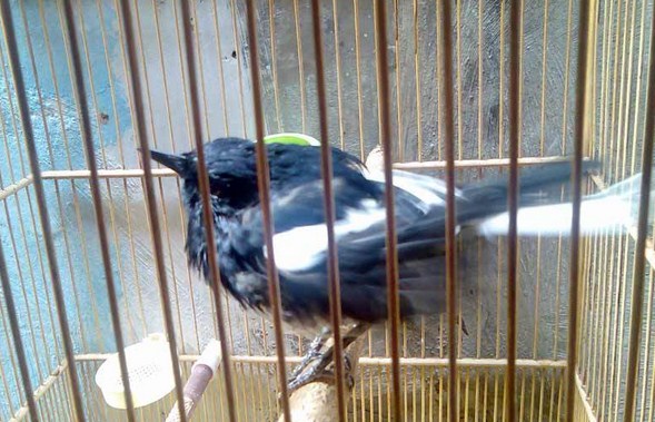 Cara Merawat Burung Kacer Yang Sedang Mabung Nyulam Kicau Mania