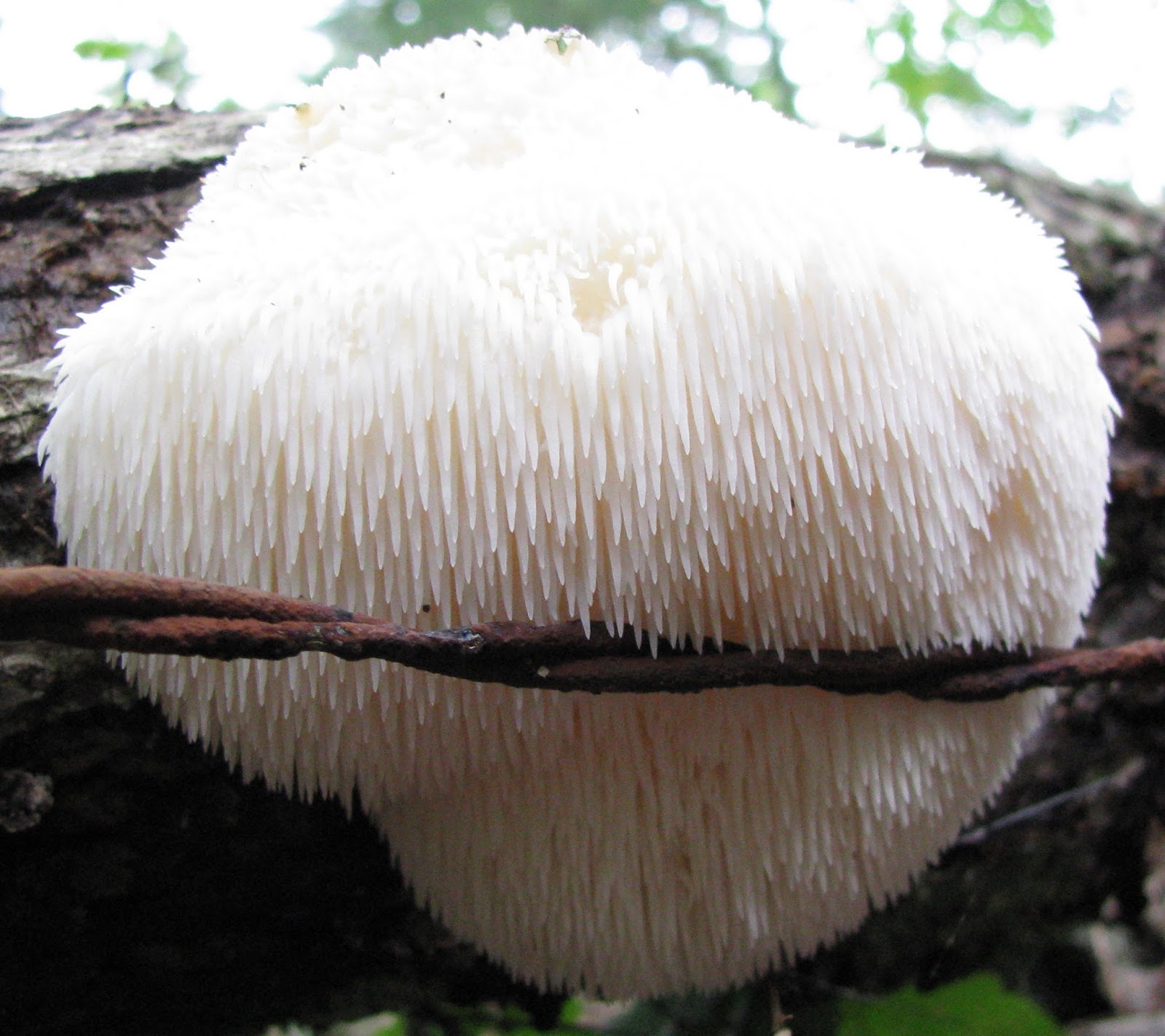 Hermit Musings Lion's Mane Mushroom