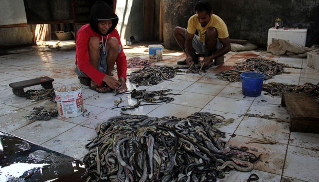 Ternyata di Desa Kecil Di Indonesia Ini Jadi Tempat Penjagalan Ular Terbesar Di Dunia