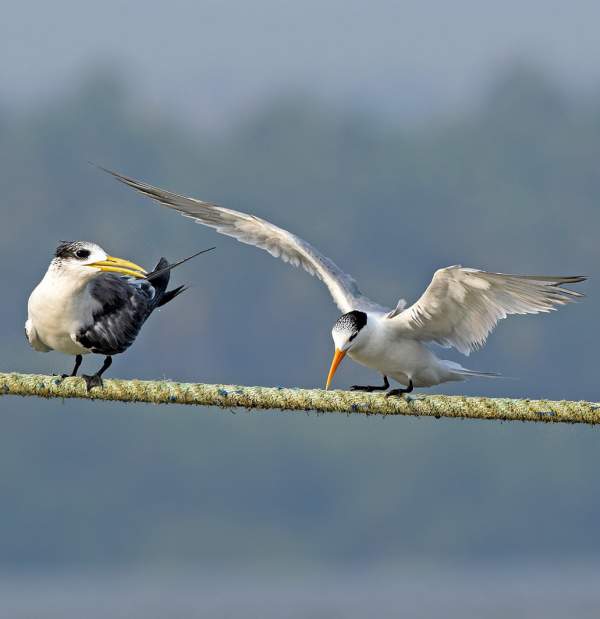 Lesser crested tern photos Birds of India Bird World