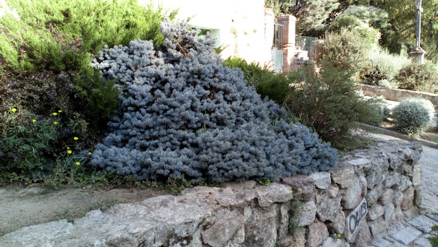 Abeto azul (Picea pungens "Glauca Globosa").