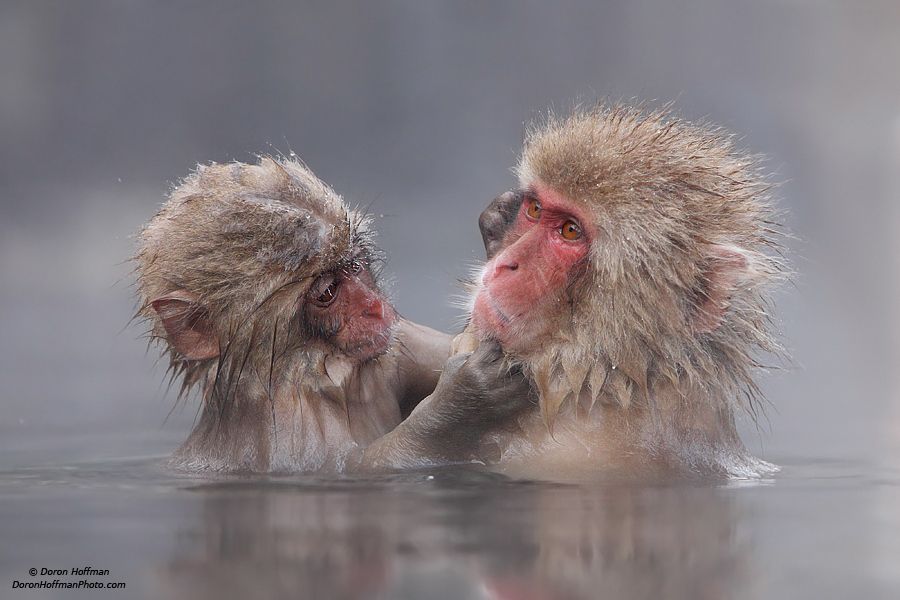 10. Photograph Japanese Macaque (snow monkey) by Doron Hoffman