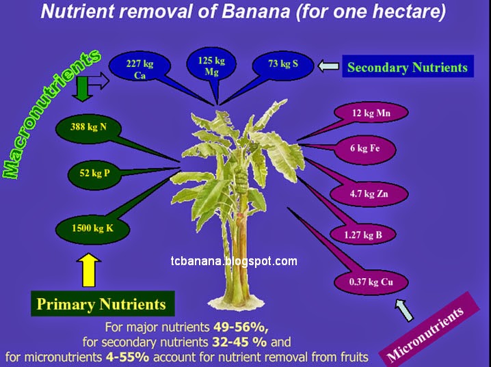 Micronutrient application schedule for Tissue Culture Banana cultivated