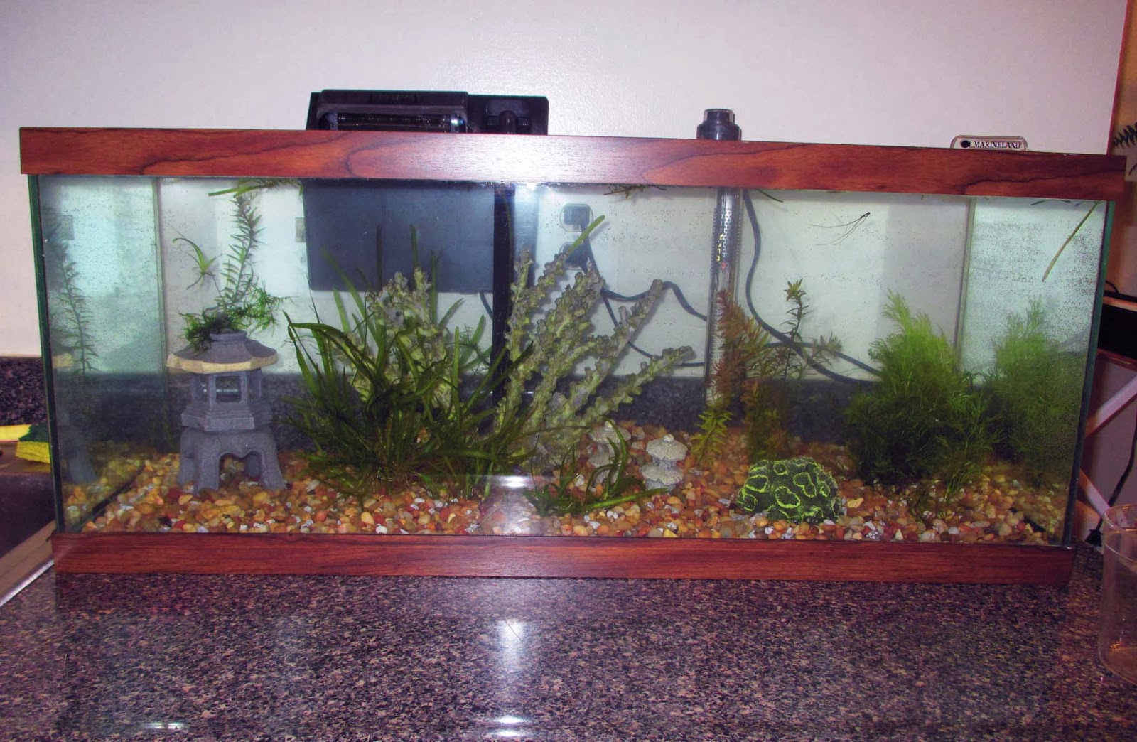 Green Jean: aquarium