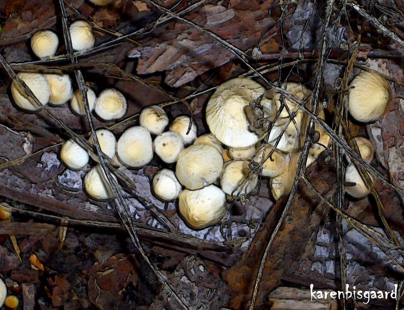 Karen`s Nature Photography Tiny Mushrooms Growing in Wood Chips.