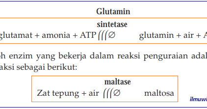 Enzim dan Fungsinya Lengkap (Amilase, Lipase, Tripsin ...