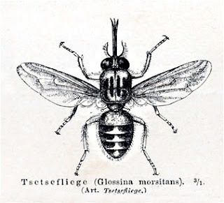 Glossina Jenis-Jenis Arthropoda Patogen (Sikilus Hidup, Gejala Klinis, Pencegahan & Pengobatan)