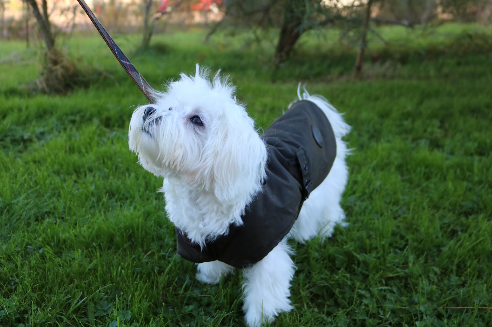 barbour dog coat with harness hole
