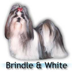 Shih tzu cor cinza dourado e branco