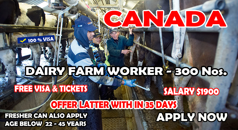 Dairy Farm Worker Job in Canada