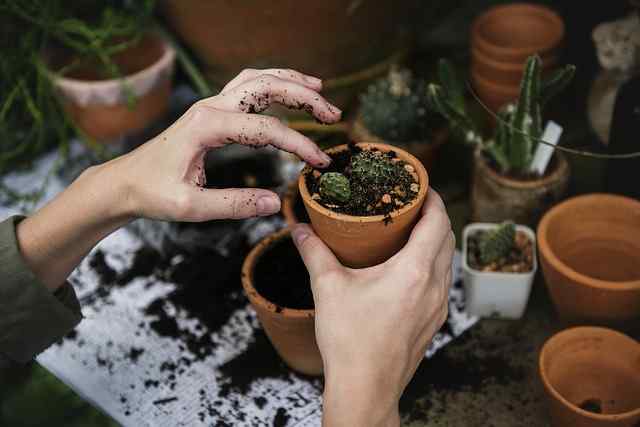 Tips cara  memupuk tanaman  hias  dalam  pot 