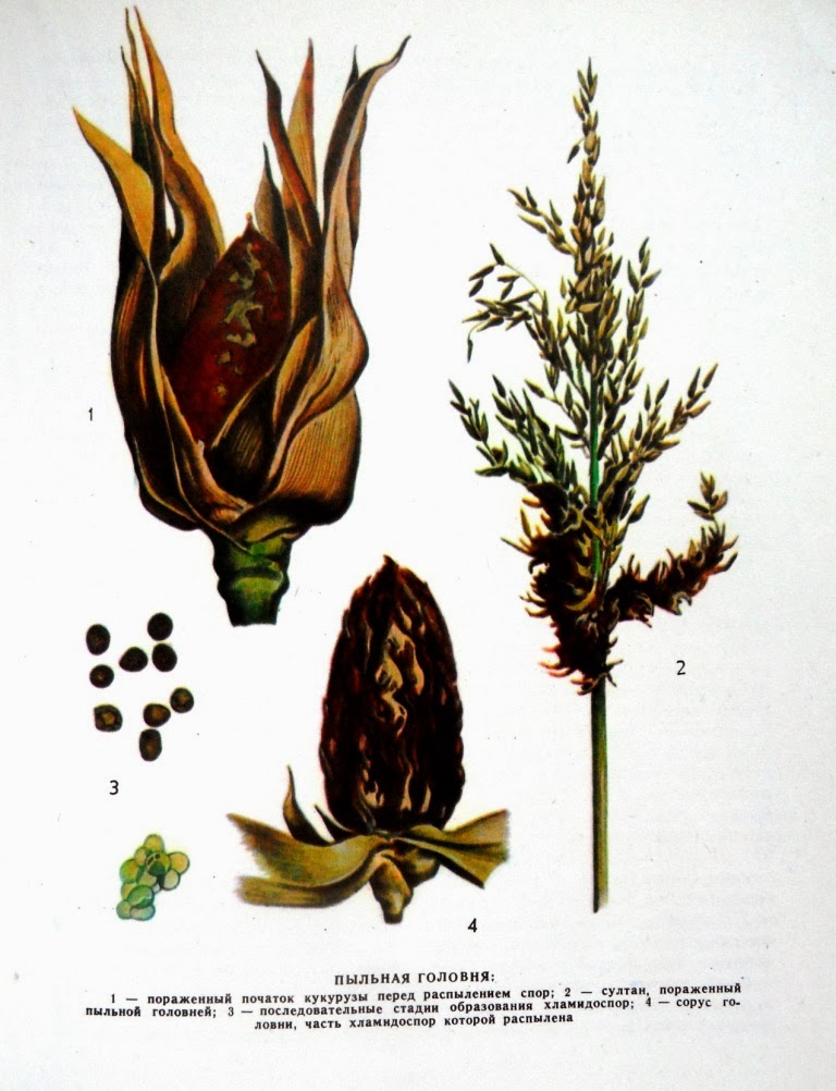 пыльная головня гриб. Smut of wheat. Sorosporium reilianum. пыльная головня проса. пыльная головня овса (ustilago avenae (pers.