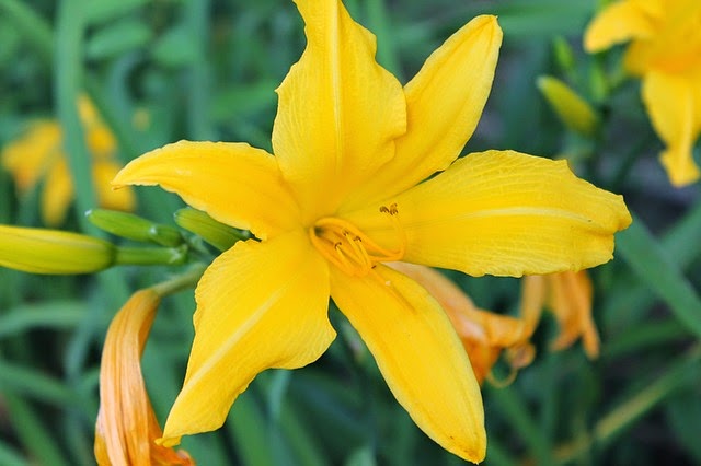 Flores Comestíveis: Lírio Amarelo
