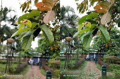 Realme 2 Pro vs Realme 1 Camera Comparison