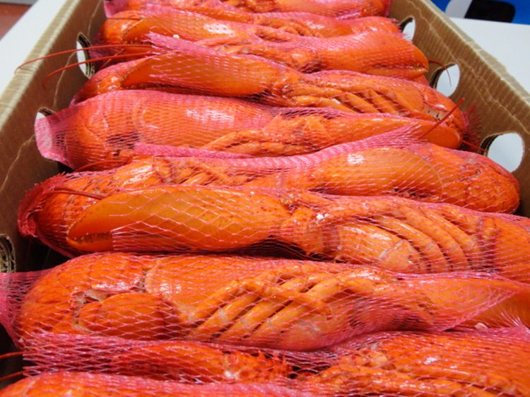 Frozen Lobster Suppliers Frozen Lobster Supplier, Frozen Lobster Meat