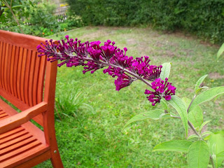 lila Sommerflieder / Budleja Blüte (C) by Joachim Wenk lila Sommerflieder / Budleja Blüte (C) by Joachim Wenk