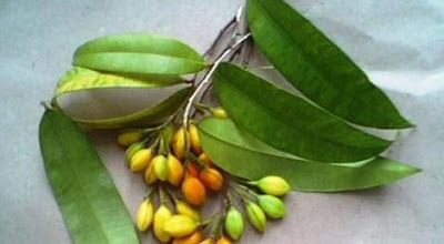 Manfaat daun gaharu bagi kesehatan dan cara pengolahannya cara merebus daun gaharu untuk kolesterol, cara mengolah daun gaharu untuk obat jantung, efek minum daun gaharu saat haid, cara merebus daun gaharu untuk tumor payudara, cara merebus daun gaharu untuk asam urat, cara merebus daun gaharu untuk diabetes, tips cara membuat ramuan daun gaharu, cara merebus daun gaharu dan kulit manggis