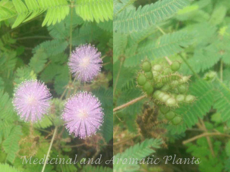Medicinal And Aromatic Plants Mimosa Pudica